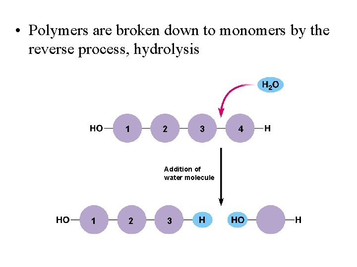  • Polymers are broken down to monomers by the reverse process, hydrolysis 1
