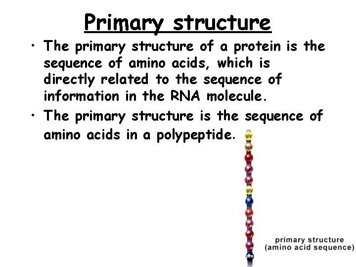Primary structure • The primary structure of a protein is the sequence of amino