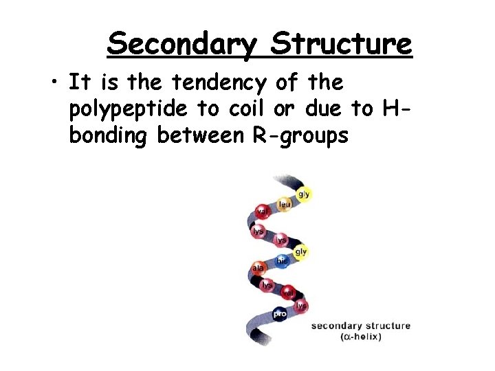 Secondary Structure • It is the tendency of the polypeptide to coil or due