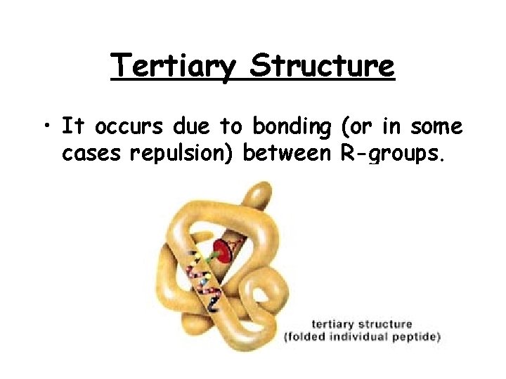 Tertiary Structure • It occurs due to bonding (or in some cases repulsion) between