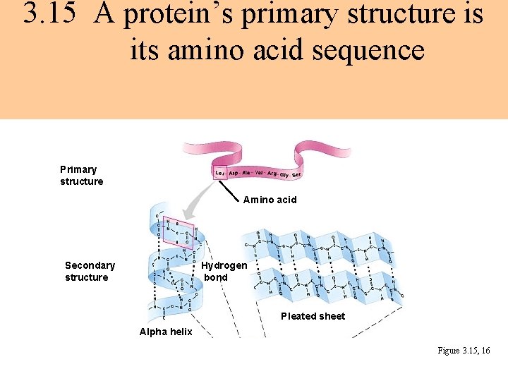 3. 15 A protein’s primary structure is its amino acid sequence Primary structure Amino