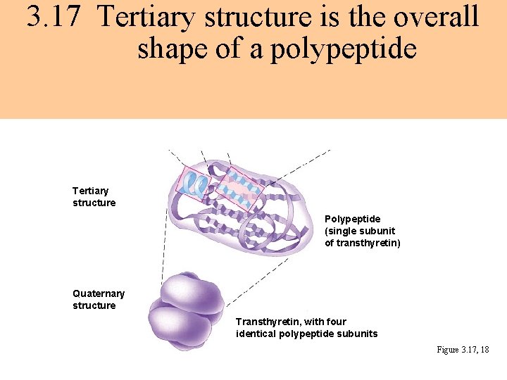 3. 17 Tertiary structure is the overall shape of a polypeptide Tertiary structure Polypeptide