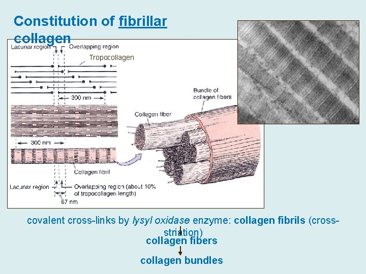Constitution of fibrillar collagen Tropocollagen covalent cross-links by lysyl oxidase enzyme: collagen fibrils (crossstriation)