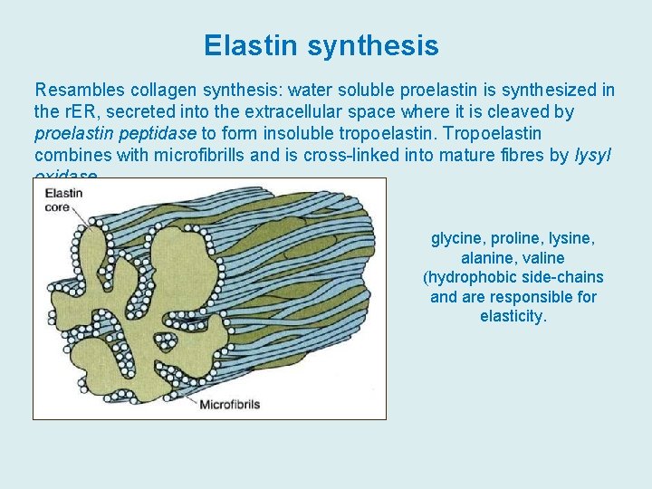 Elastin synthesis Resambles collagen synthesis: water soluble proelastin is synthesized in the r. ER,