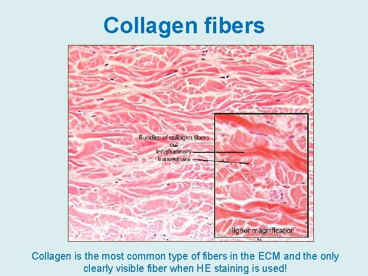 Collagen fibers Collagen is the most common type of fibers in the ECM and