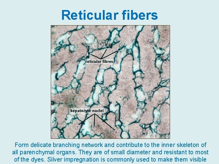 Reticular fibers Form delicate branching network and contribute to the inner skeleton of all