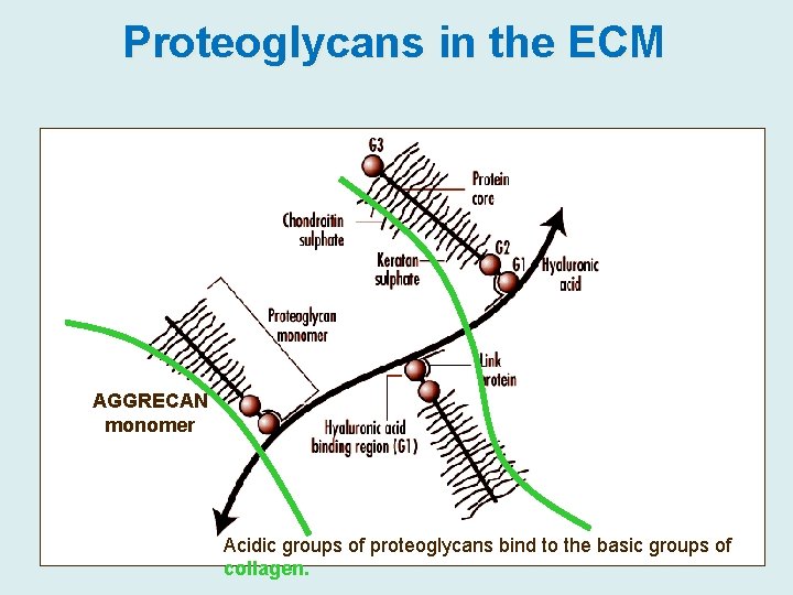 Proteoglycans in the ECM AGGRECAN monomer Acidic groups of proteoglycans bind to the basic