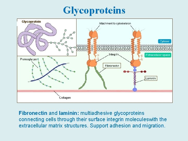 Glycoproteins Glycoprotein Fibronectin and laminin: multiadhesive glycoproteins connecting cells through their surface integrin moleculeswith