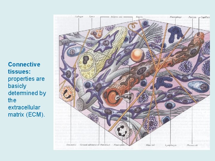 Connective tissues: properties are basicly determined by the extracellular matrix (ECM). 