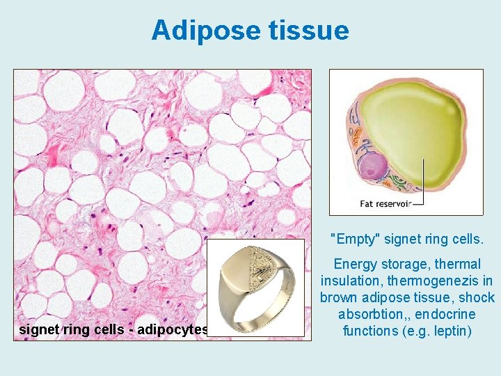 Adipose tissue "Empty" signet ring cells - adipocytes Energy storage, thermal insulation, thermogenezis in
