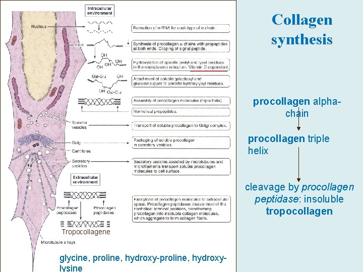 Collagen synthesis procollagen alphachain procollagen triple helix cleavage by procollagen peptidase: insoluble tropocollagen Tropocollagene