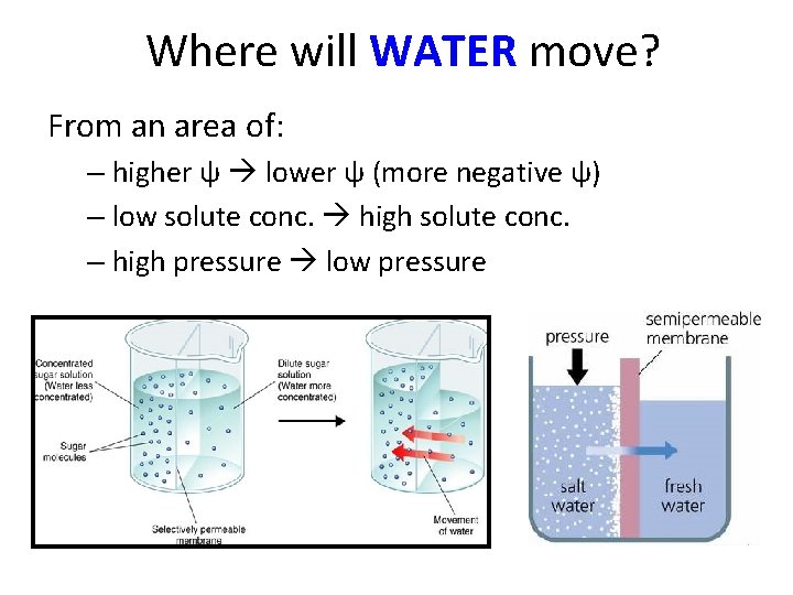 Where will WATER move? From an area of: – higher ψ lower ψ (more
