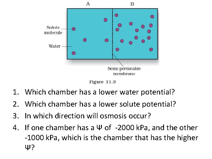 1. 2. 3. 4. Which chamber has a lower water potential? Which chamber has