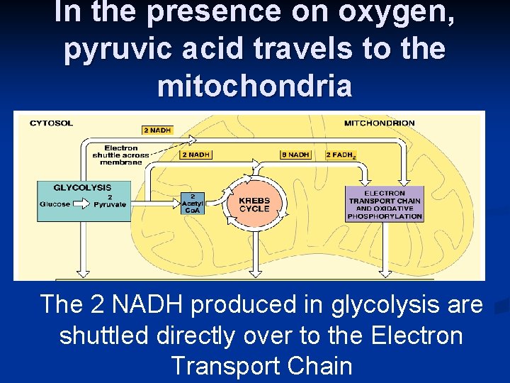 In the presence on oxygen, pyruvic acid travels to the mitochondria The 2 NADH