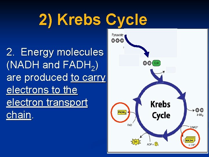 2) Krebs Cycle 2. Energy molecules (NADH and FADH 2) are produced to carry