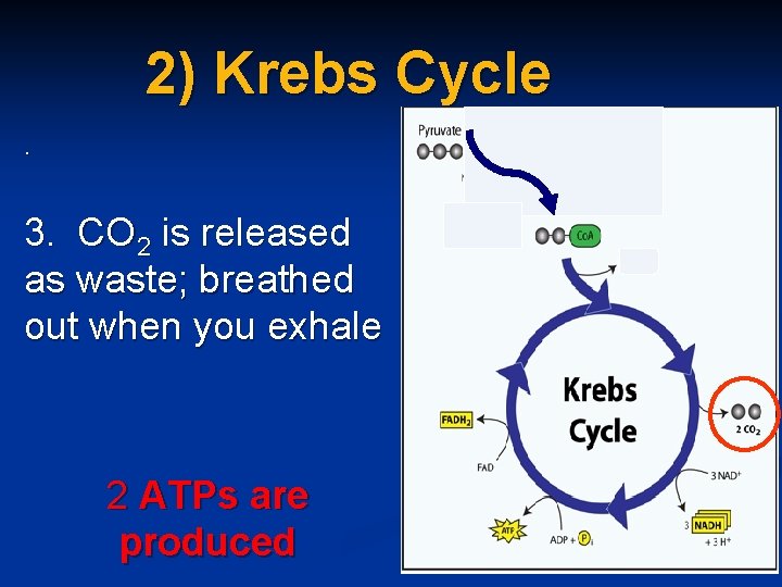 2) Krebs Cycle. 3. CO 2 is released as waste; breathed out when you