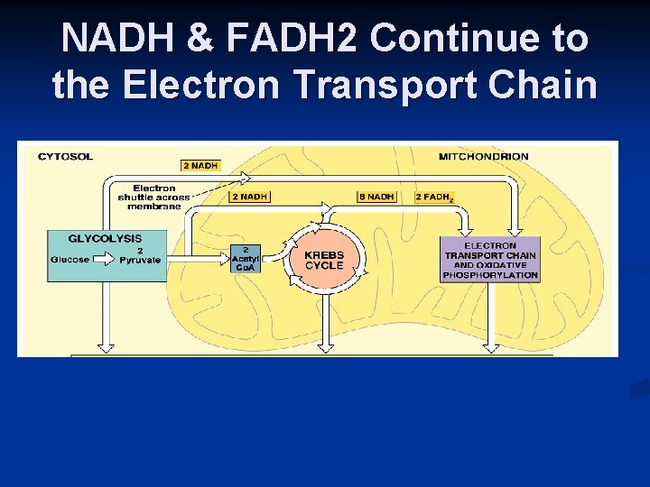 NADH & FADH 2 Continue to the Electron Transport Chain 