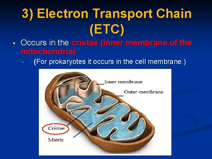 3) Electron Transport Chain (ETC) § Occurs in the cristae (inner membrane of the 3) Electron Transport Chain (ETC) § Occurs in the cristae (inner membrane of the