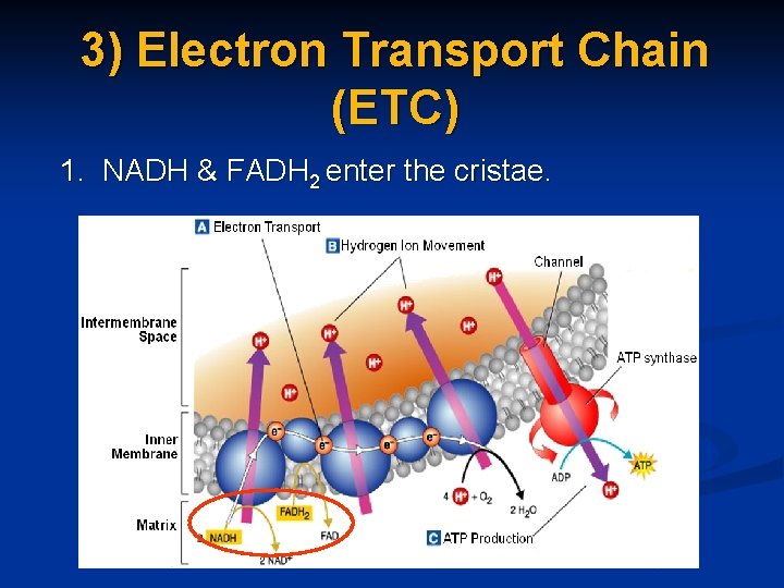 3) Electron Transport Chain (ETC) 1. NADH & FADH 2 enter the cristae. 