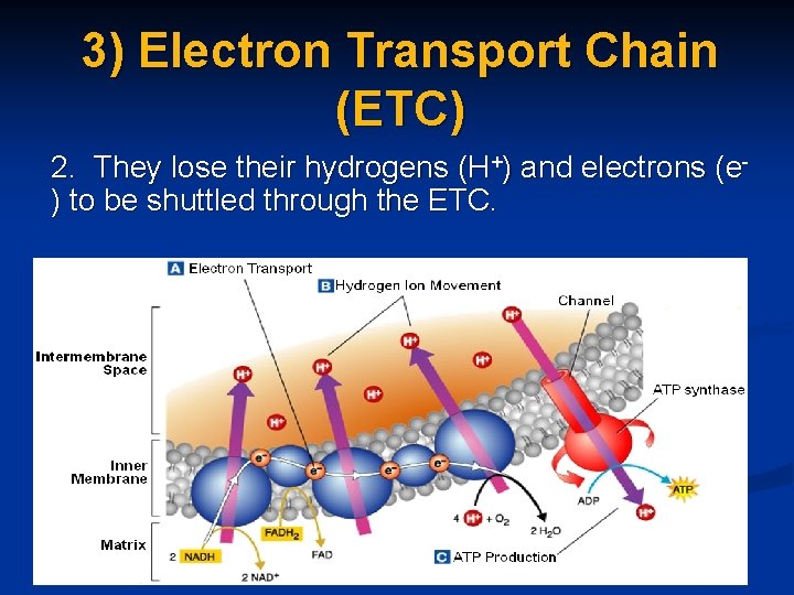 3) Electron Transport Chain (ETC) 2. They lose their hydrogens (H+) and electrons (e)