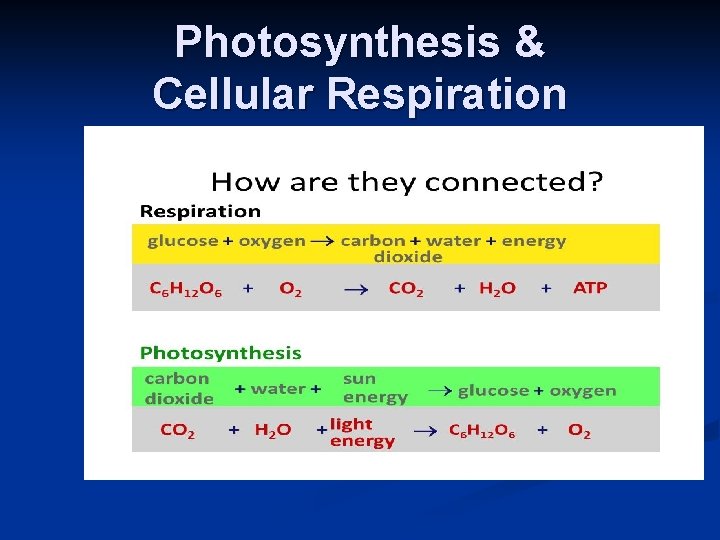 Photosynthesis & Cellular Respiration 