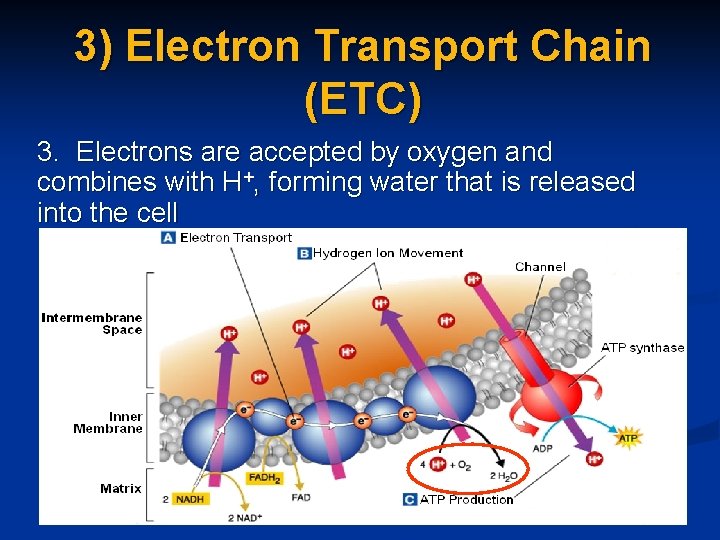 3) Electron Transport Chain (ETC) 3. Electrons are accepted by oxygen and combines with