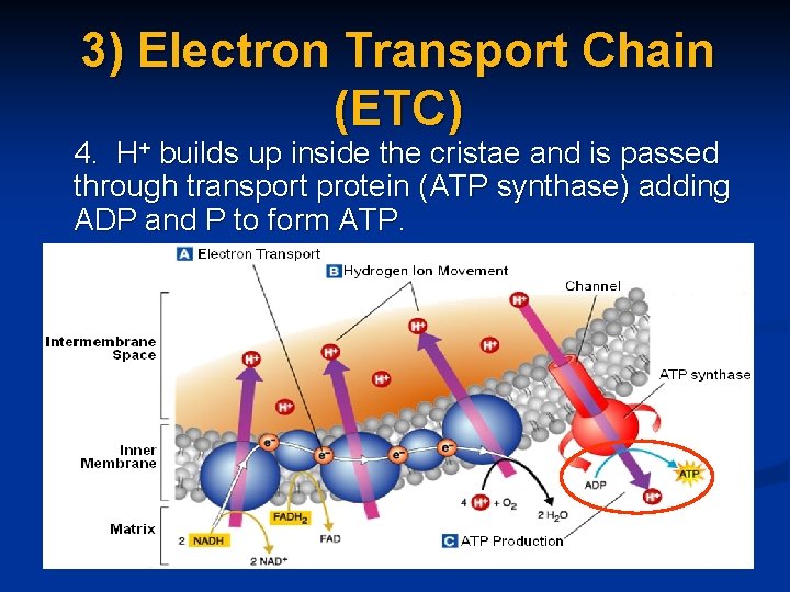 3) Electron Transport Chain (ETC) 4. H+ builds up inside the cristae and is