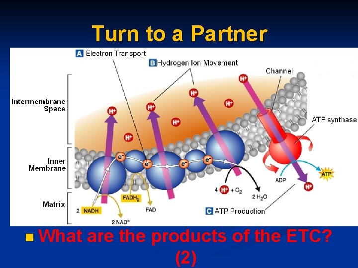 Turn to a Partner n What are the products of the ETC? (2) Turn to a Partner n What are the products of the ETC? (2)