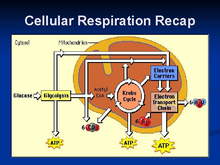 Cellular Respiration Recap 