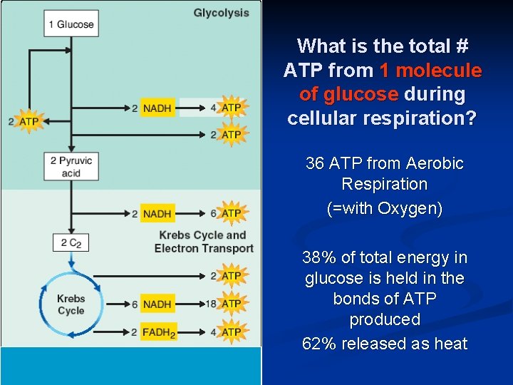 What is the total # ATP from 1 molecule of glucose during cellular respiration?