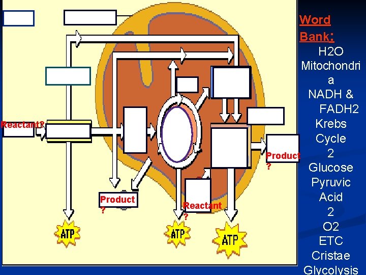 Reactant? Product ? Reactant ? Word Bank: H 2 O Mitochondri a NADH &