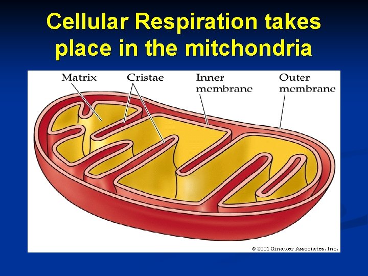 Cellular Respiration takes place in the mitchondria 