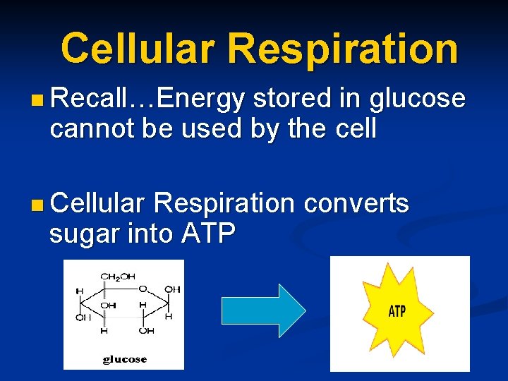 Cellular Respiration n Recall…Energy stored in glucose cannot be used by the cell n