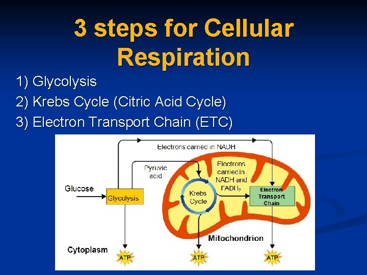 3 steps for Cellular Respiration 1) Glycolysis 2) Krebs Cycle (Citric Acid Cycle) 3)