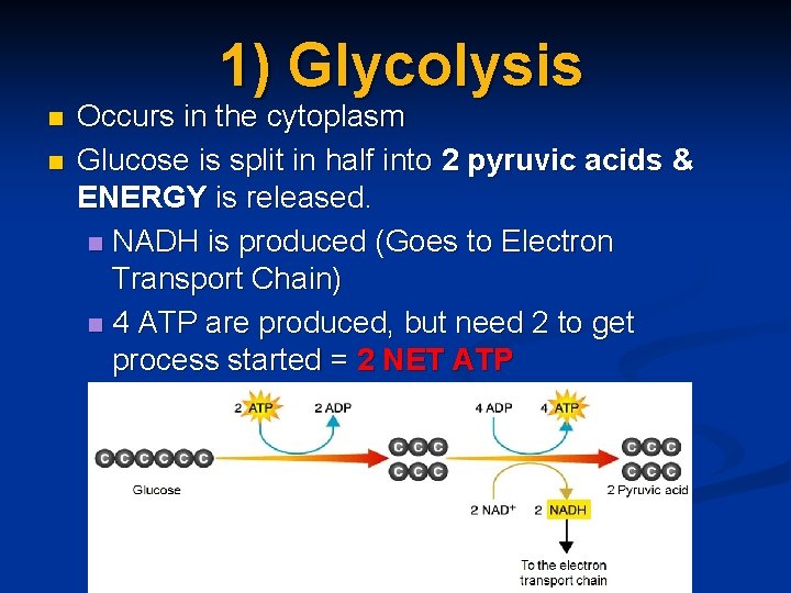 1) Glycolysis n n Occurs in the cytoplasm Glucose is split in half into