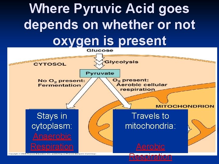Where Pyruvic Acid goes depends on whether or not oxygen is present Stays in