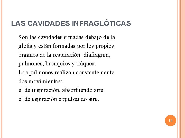 LAS CAVIDADES INFRAGLÓTICAS Son las cavidades situadas debajo de la glotis y están formadas