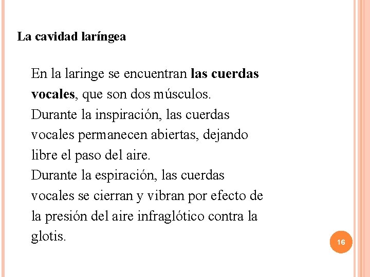 La cavidad laríngea En la laringe se encuentran las cuerdas vocales, que son dos