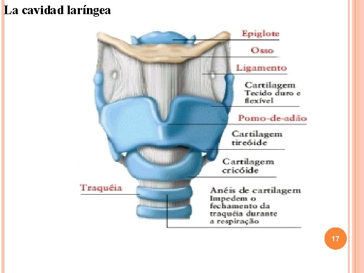 La cavidad laríngea 17 