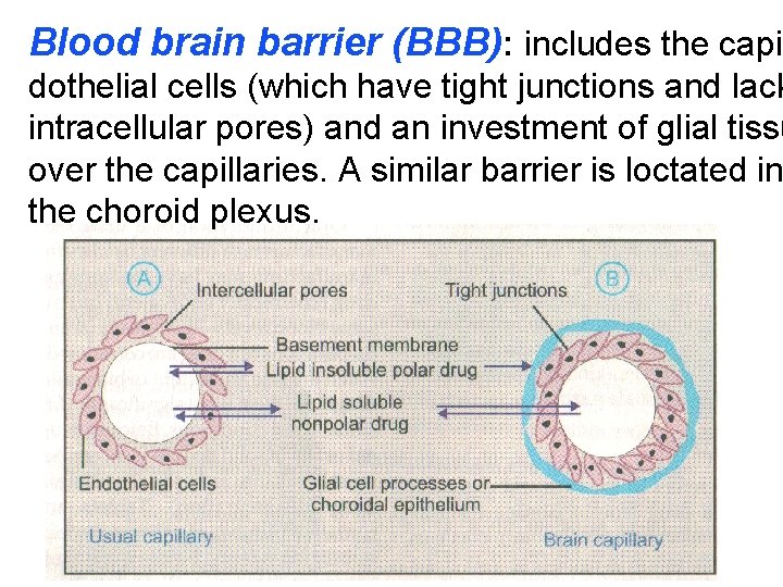 Blood brain barrier (BBB): includes the capil dothelial cells (which have tight junctions and Blood brain barrier (BBB): includes the capil dothelial cells (which have tight junctions and