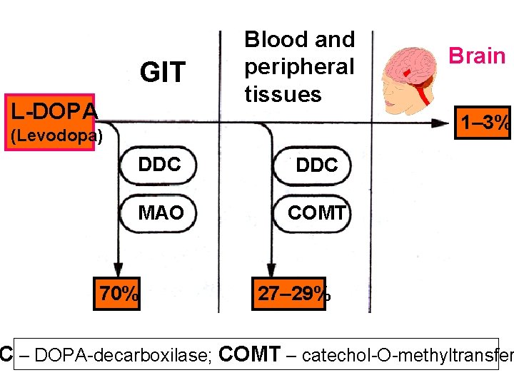 GIT L-DOPA Blood and peripheral tissues Brain 1– 3% (Levodopa) DDC МАО COMT 70%