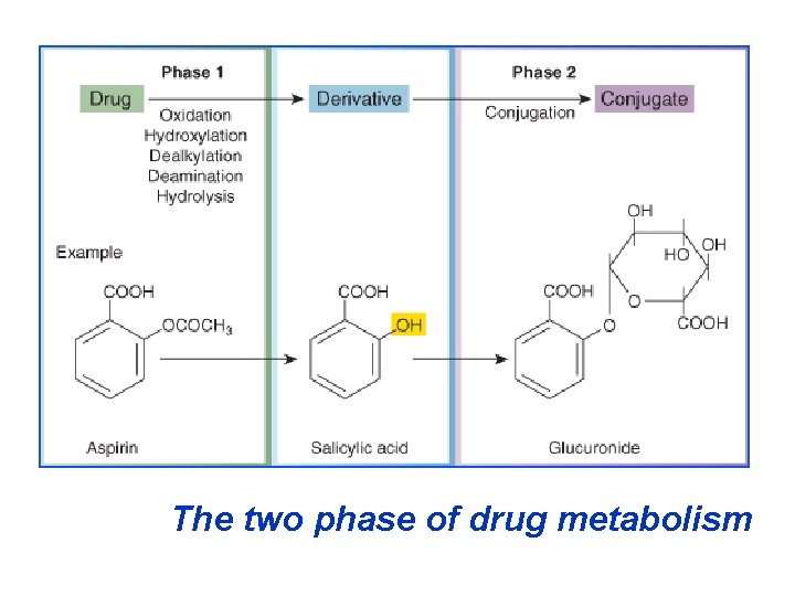 The two phase of drug metabolism 