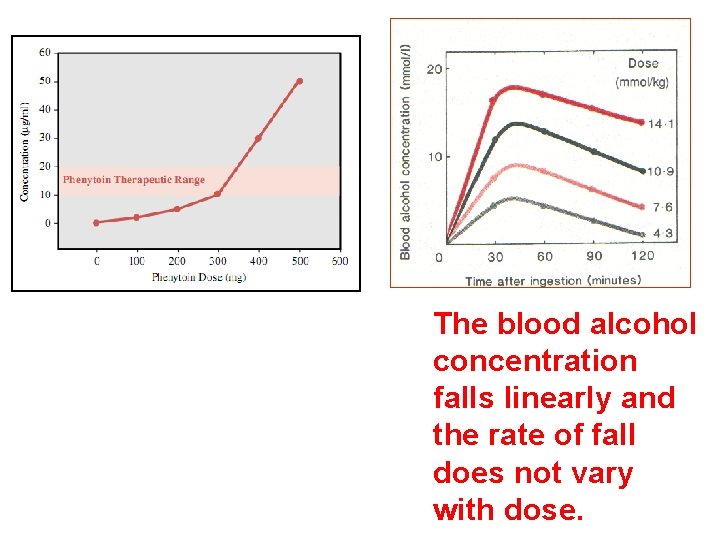 The blood alcohol concentration falls linearly and the rate of fall does not vary