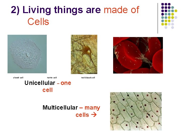 2) Living things are made of Cells cheek cell nerve cell red blood cell