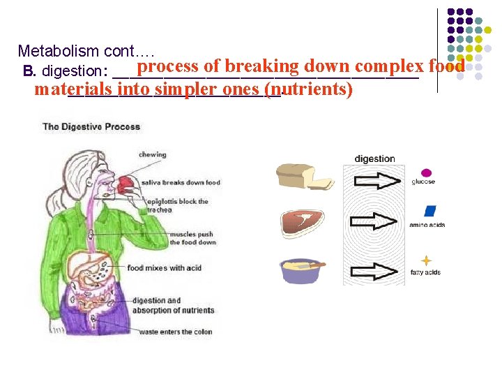 Metabolism cont…. process of breaking down complex B. digestion: __________________. materials into simpler ones