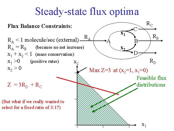 Steady-state flux optima Flux Balance Constraints: x 1 C RC RB R A RA