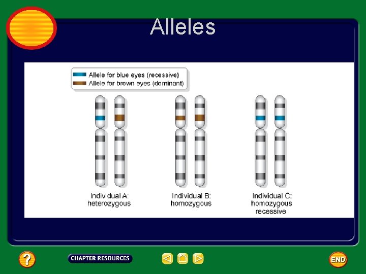 Table of Contents Chapter Heredity Section 1 Genetics