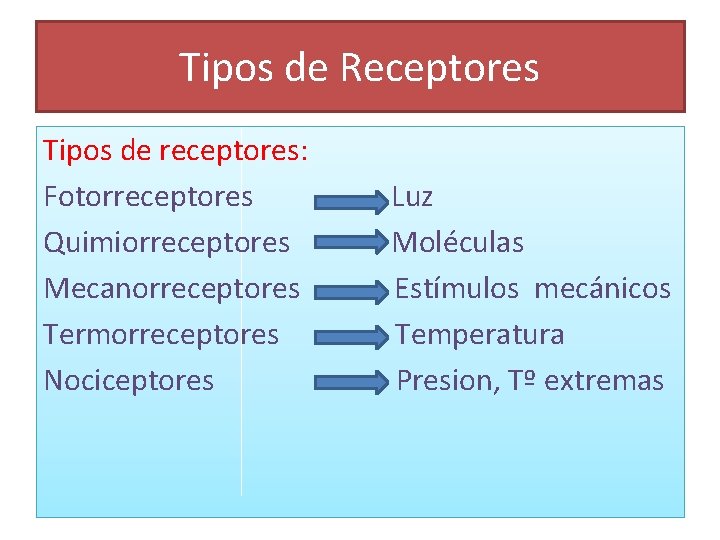 Tipos de Receptores Tipos de receptores: Fotorreceptores Quimiorreceptores Mecanorreceptores Termorreceptores Nociceptores Luz Moléculas Estímulos