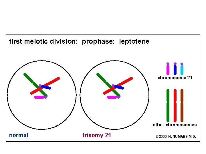 first meiotic division: prophase: leptotene chromosome 21 other chromosomes normal trisomy 21 © 2003