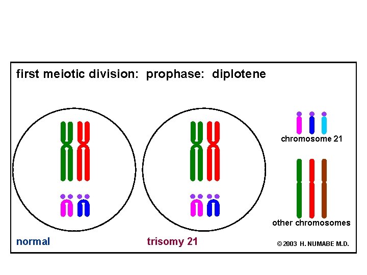 first meiotic division: prophase: diplotene chromosome 21 other chromosomes normal trisomy 21 © 2003